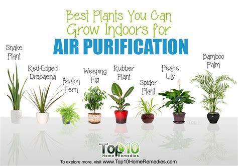 indoor plants for air purification